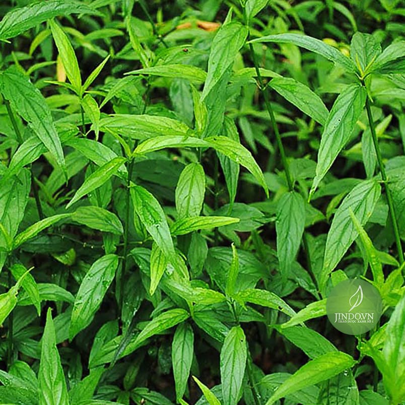 Cây xương khỉ (gói 1kg khô) -LV070