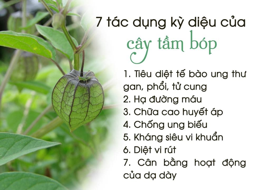 Cây tầm bóp khô (gói 1kg) - mxt080