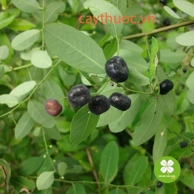 Cây mực (phèn đen) - 1kg khô -TD206