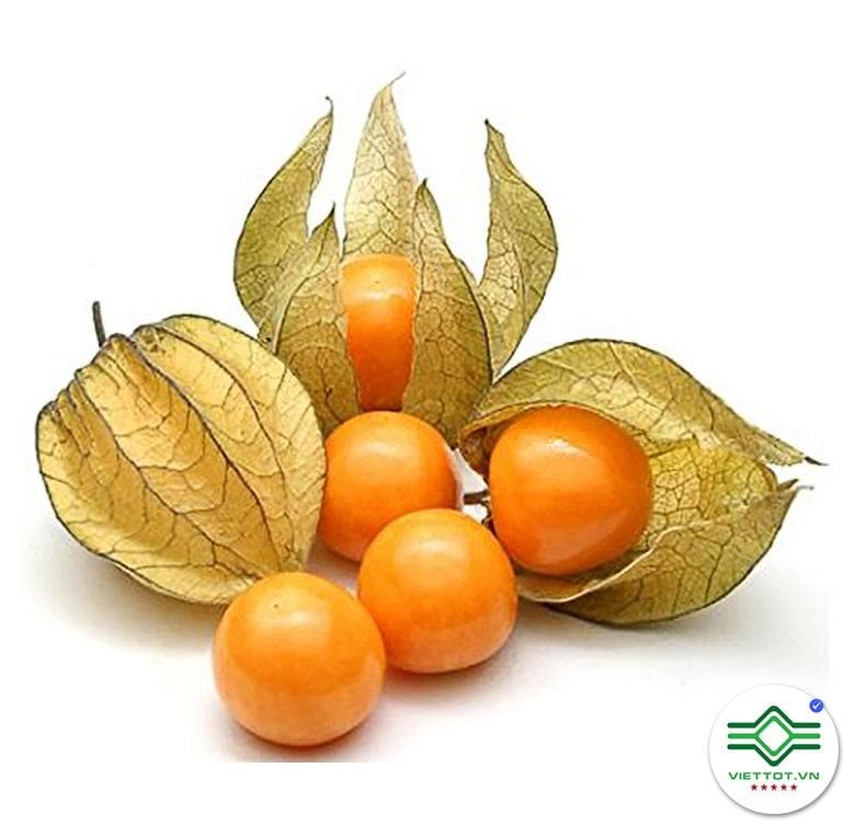Cây Tầm Bóp khô 1KG - VT080