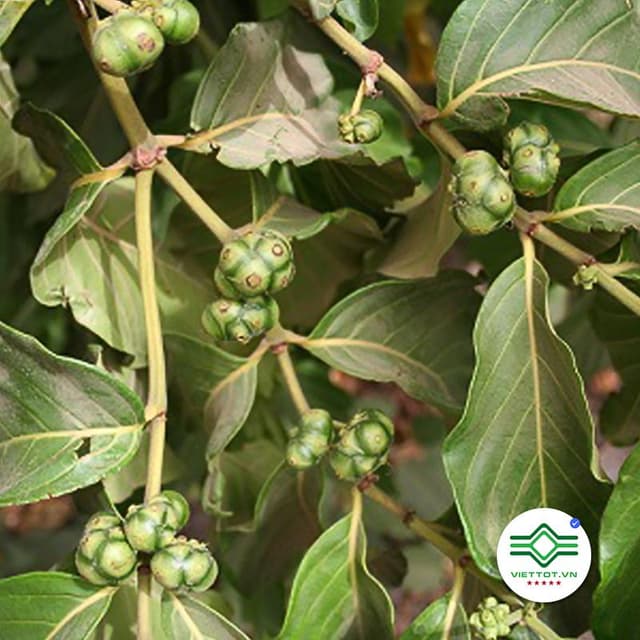 Cây mặt quỷ 1KG TM039