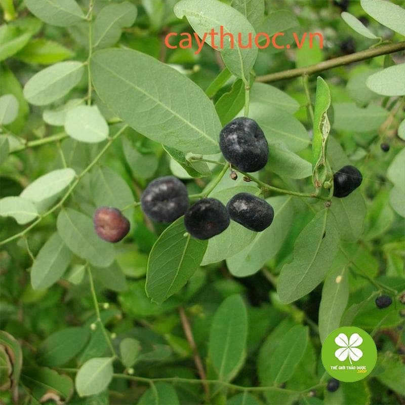 Cây mực (phèn đen) - 1kg khô -TD206